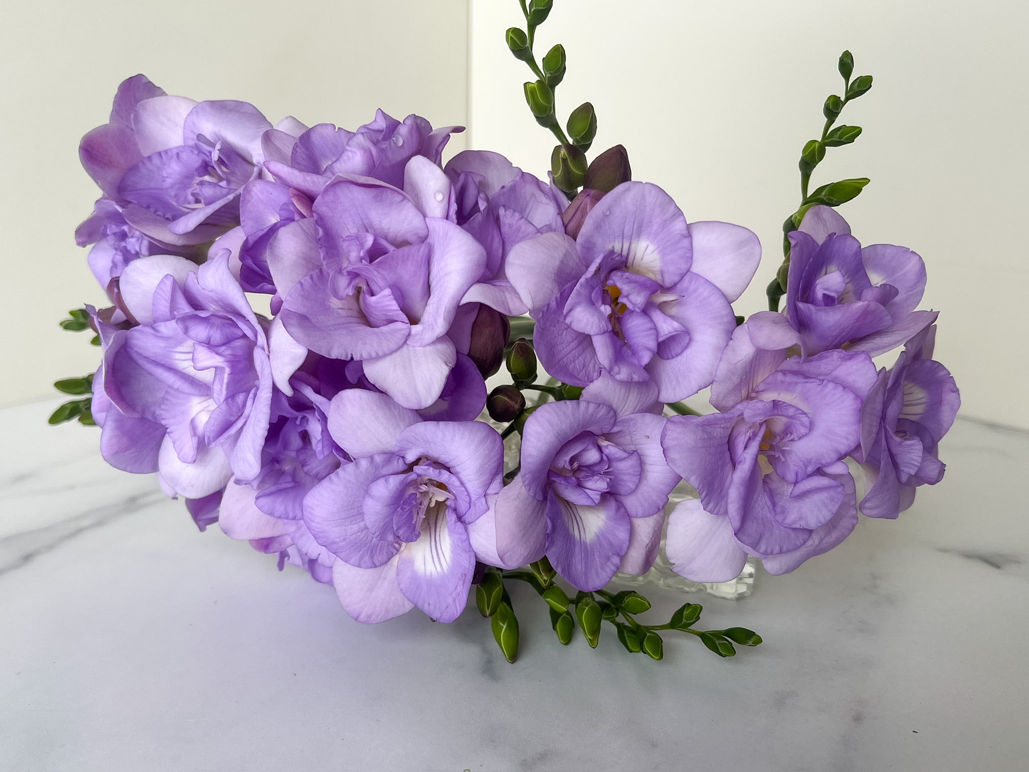 Freesia-Lavender