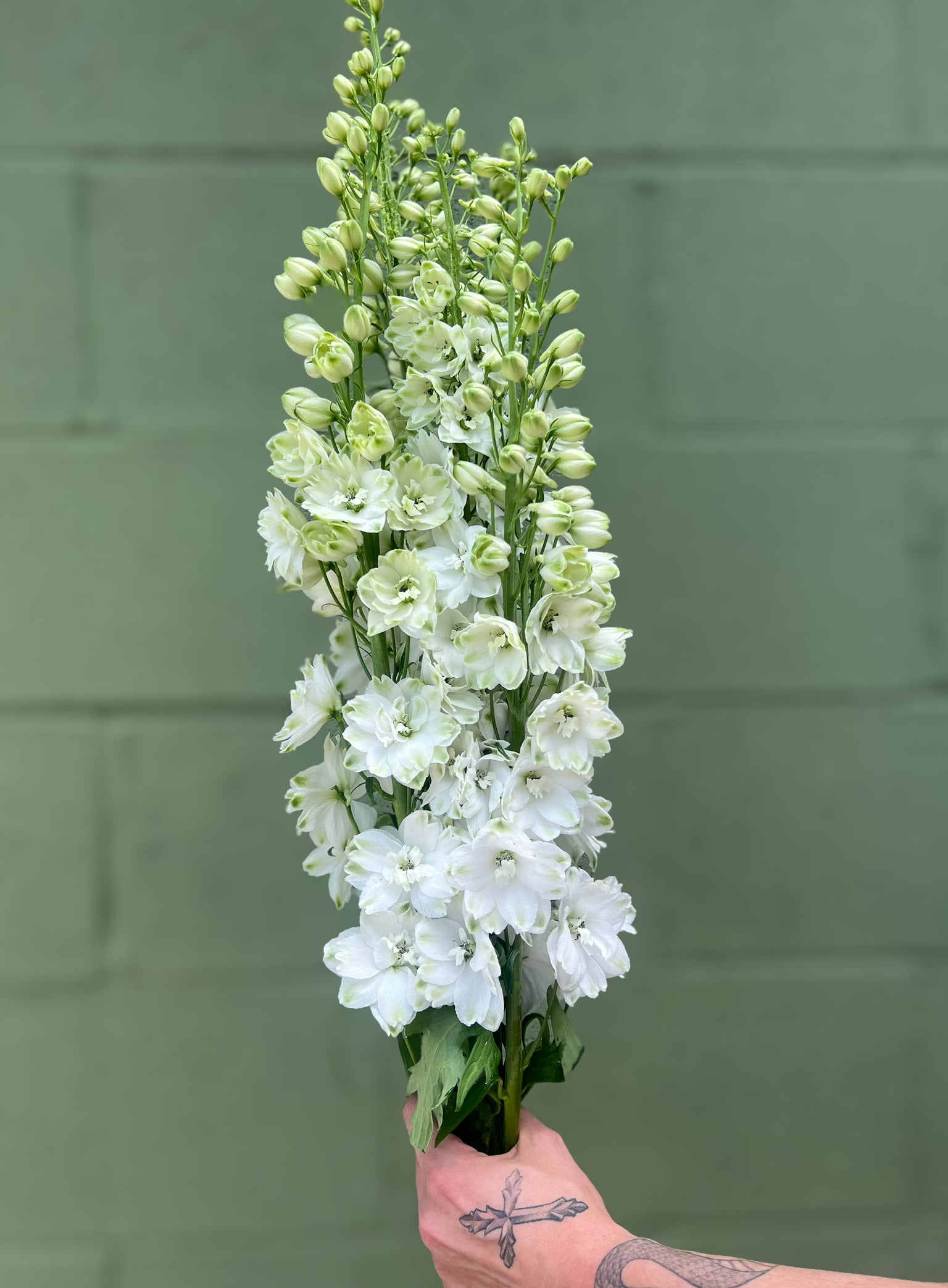 Delphinium-Hybrid White