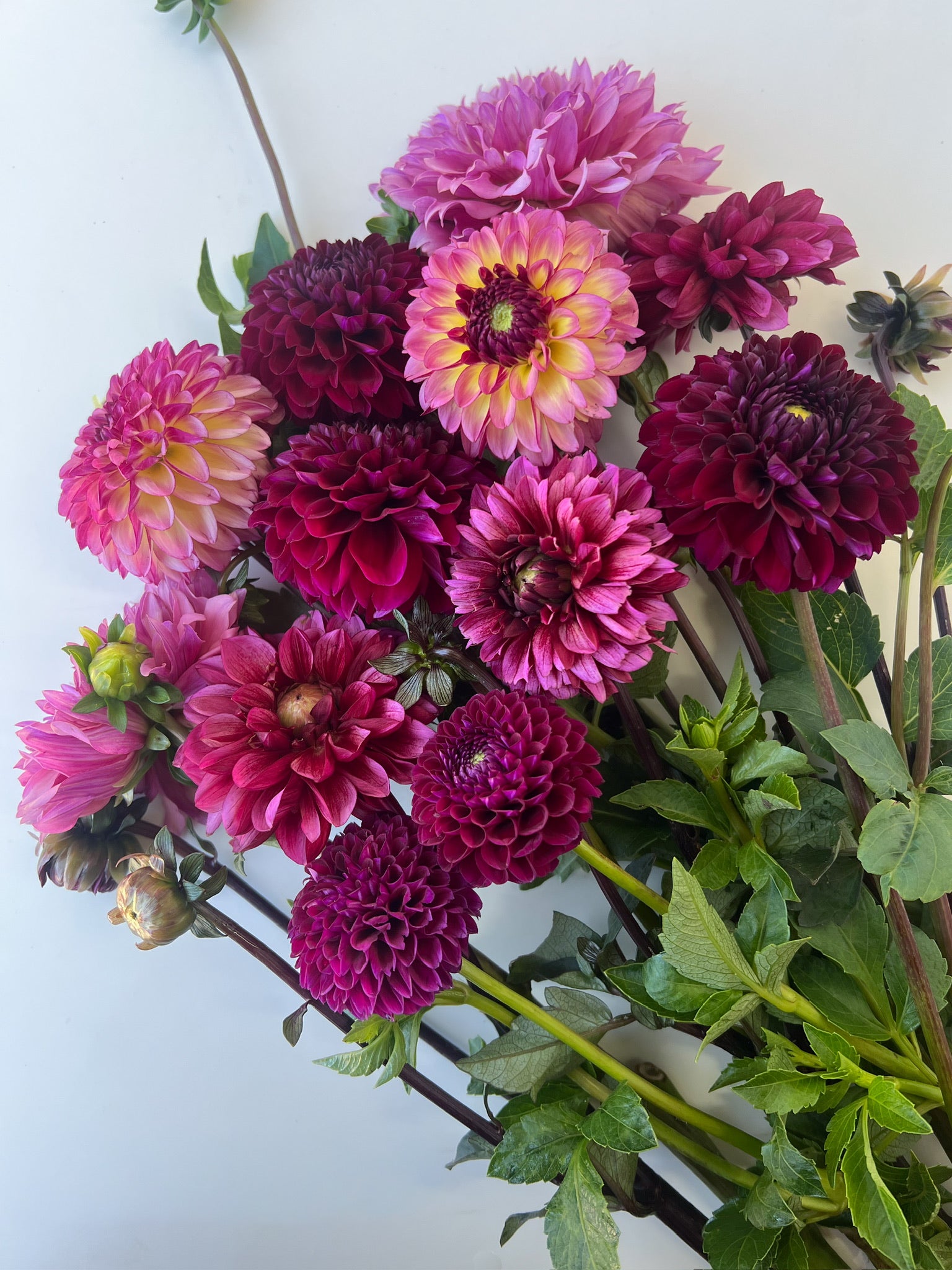 Dahlias by the Color-Plum/Lavender