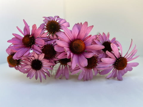 Echinacea-Magnus