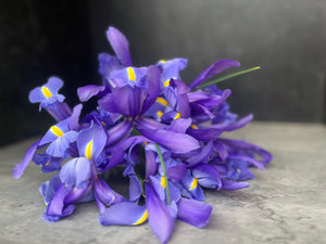Iris-Blue