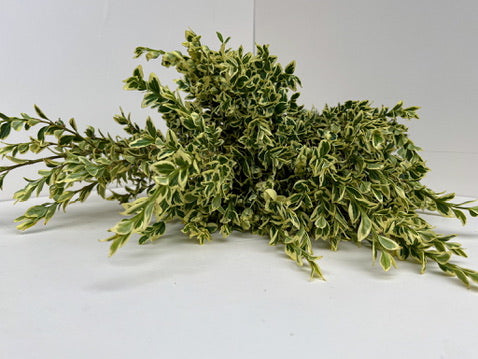 Boxwood-Variegated (OR)