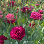 Lisianthus-Raspberry (arosa red)