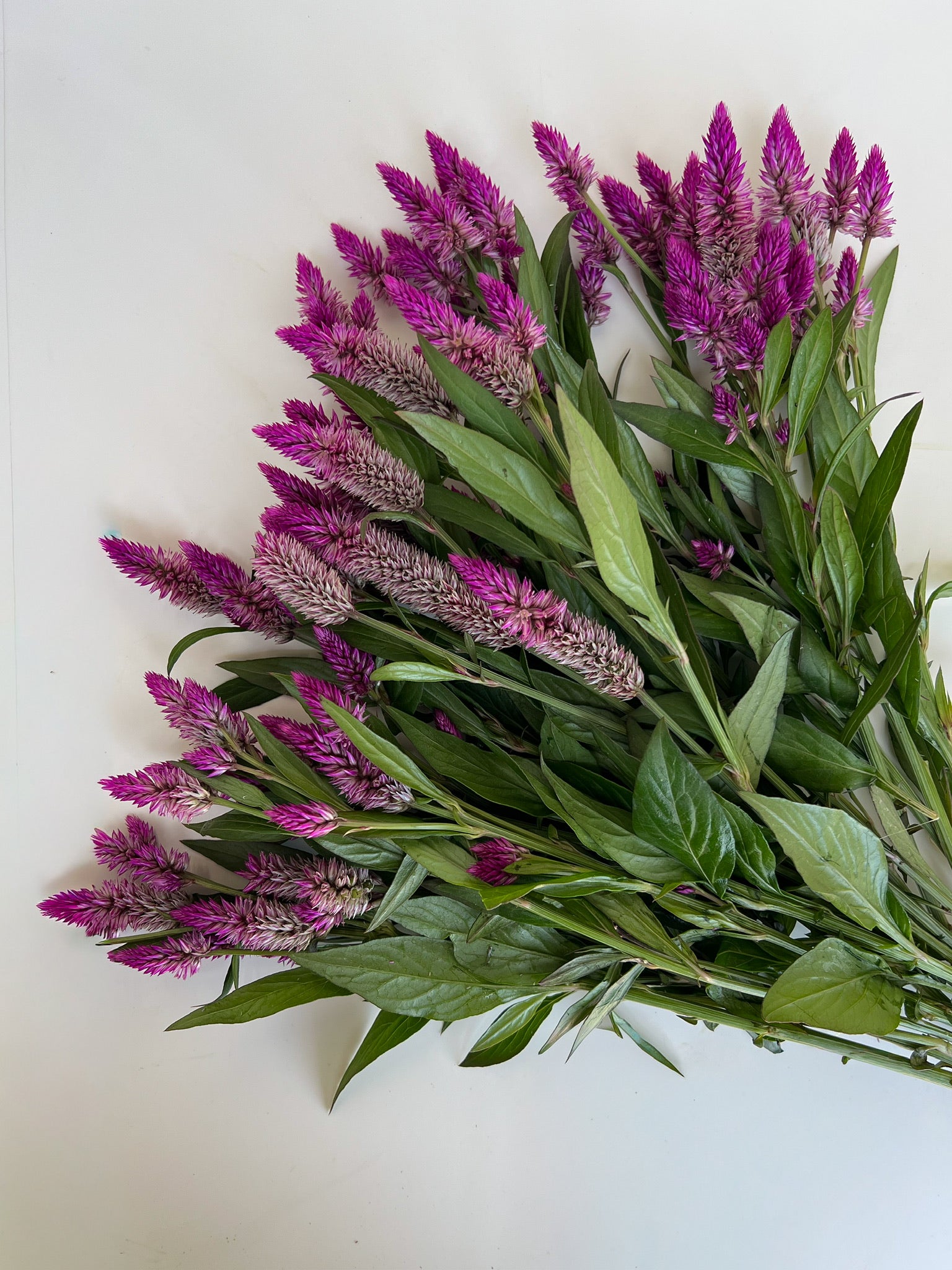 Celosia Spike-Ruby Parfait