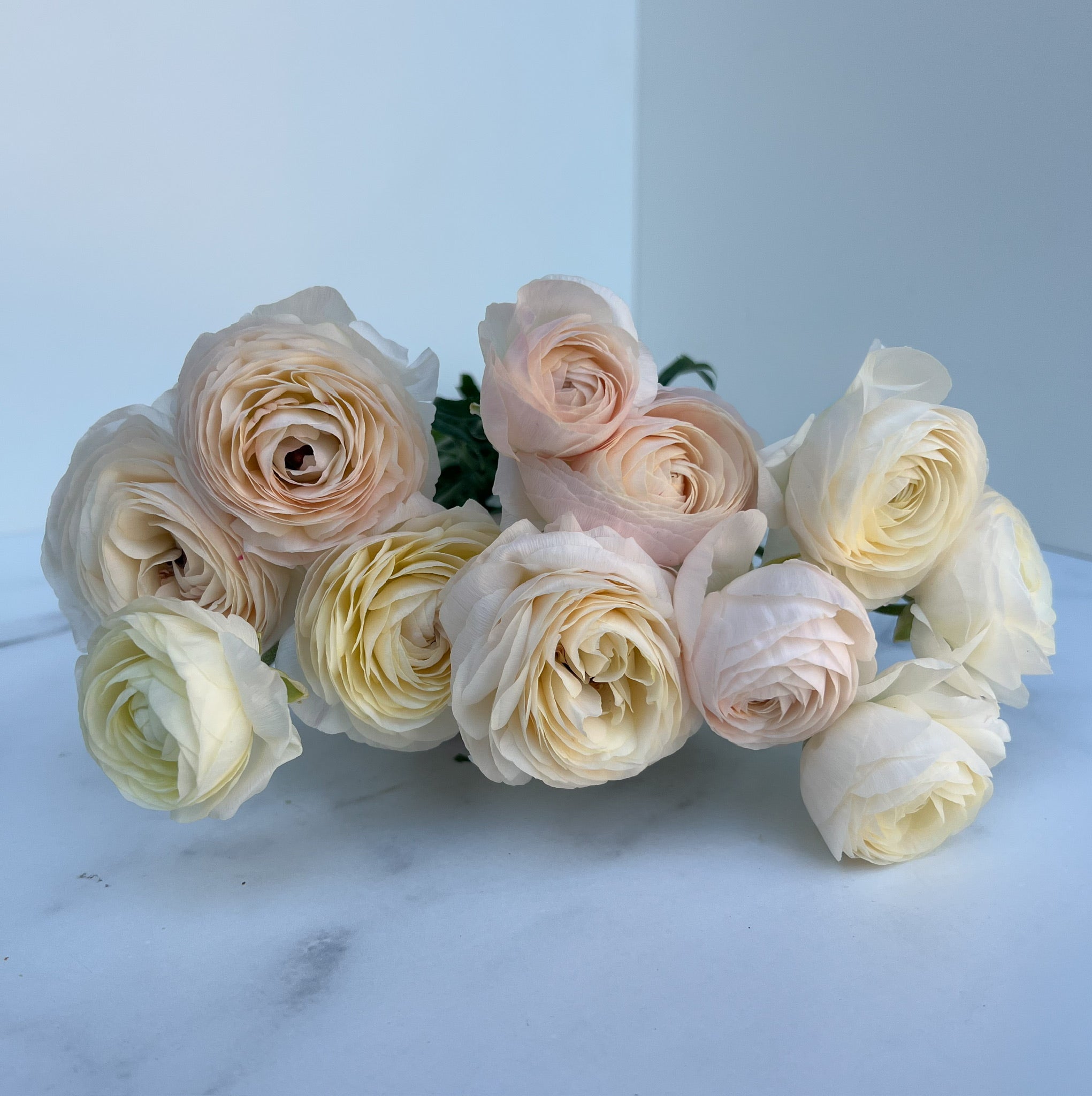 Ranunculus Specialty-Romance Maritime