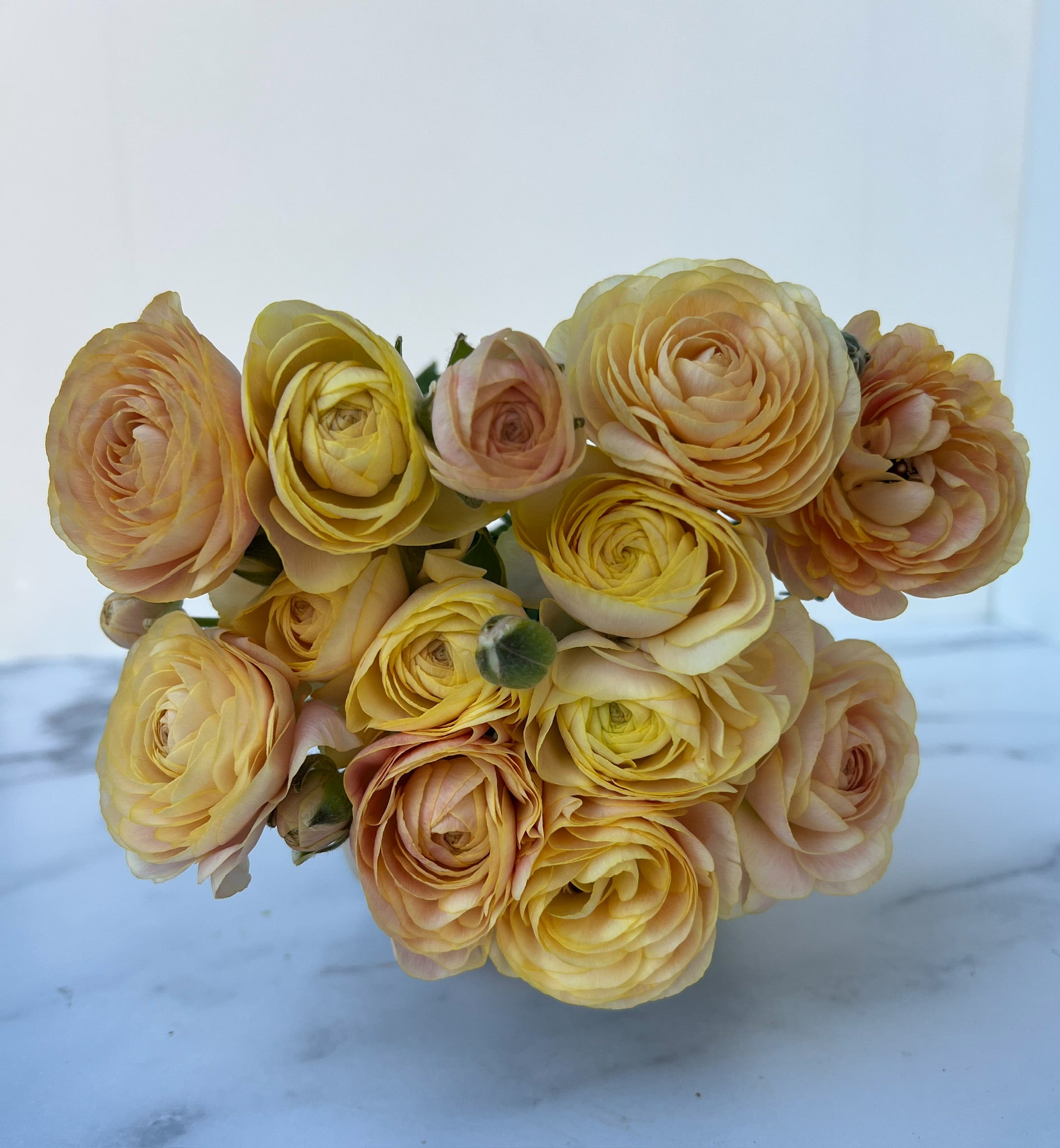 Ranunculus Specialty-Romance Nohant