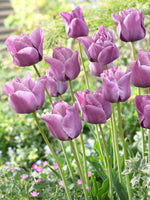 Tulip-Blue Aimable - SMFF Wholesale