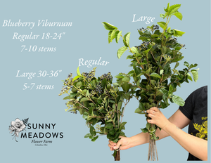 Viburnum-Blueberry - SMFF Wholesale