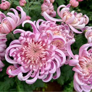 Heirloom Mum Disbud-Blushing Bride