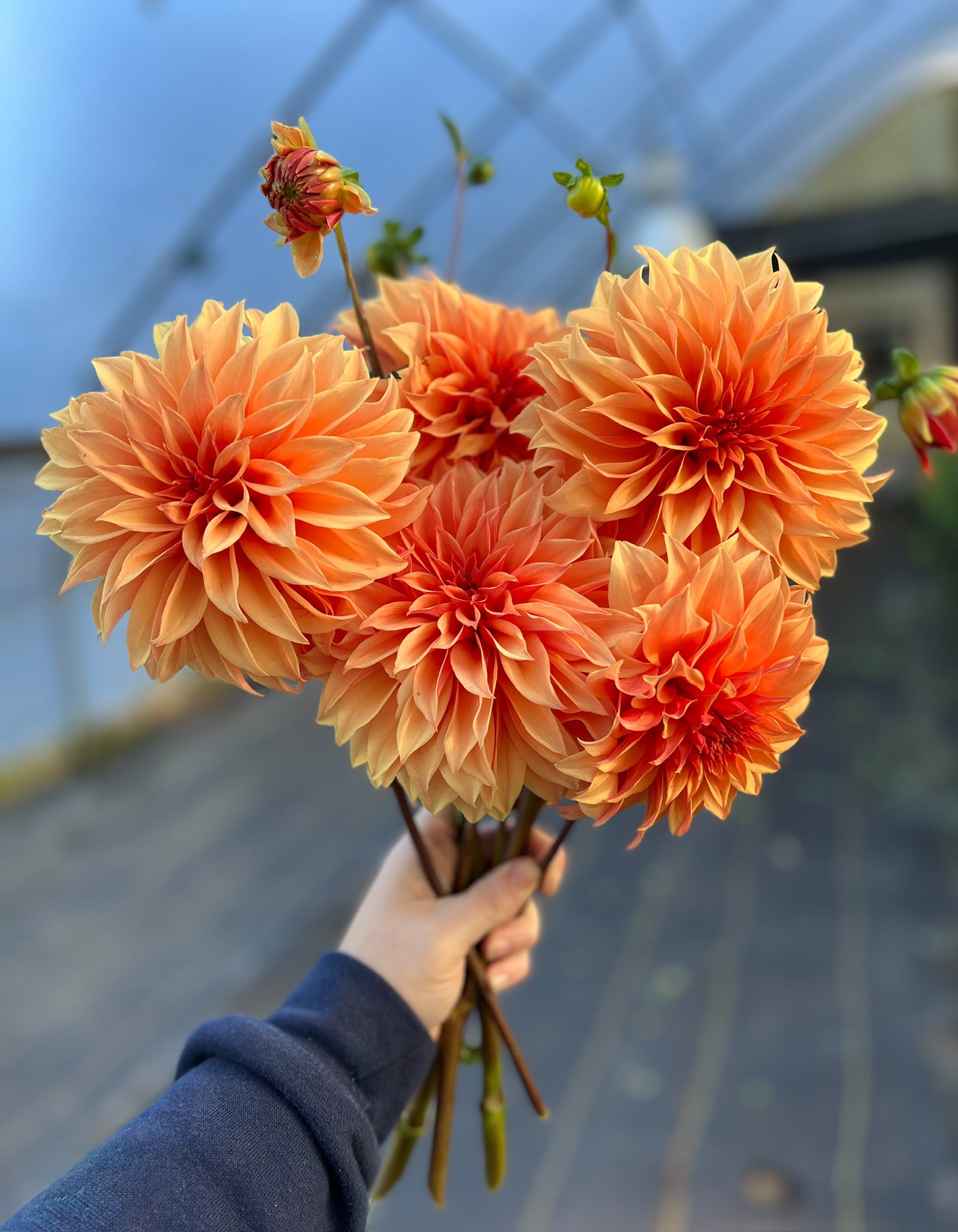 Dahlia GH Grown-Bronze Glitter (Medium)