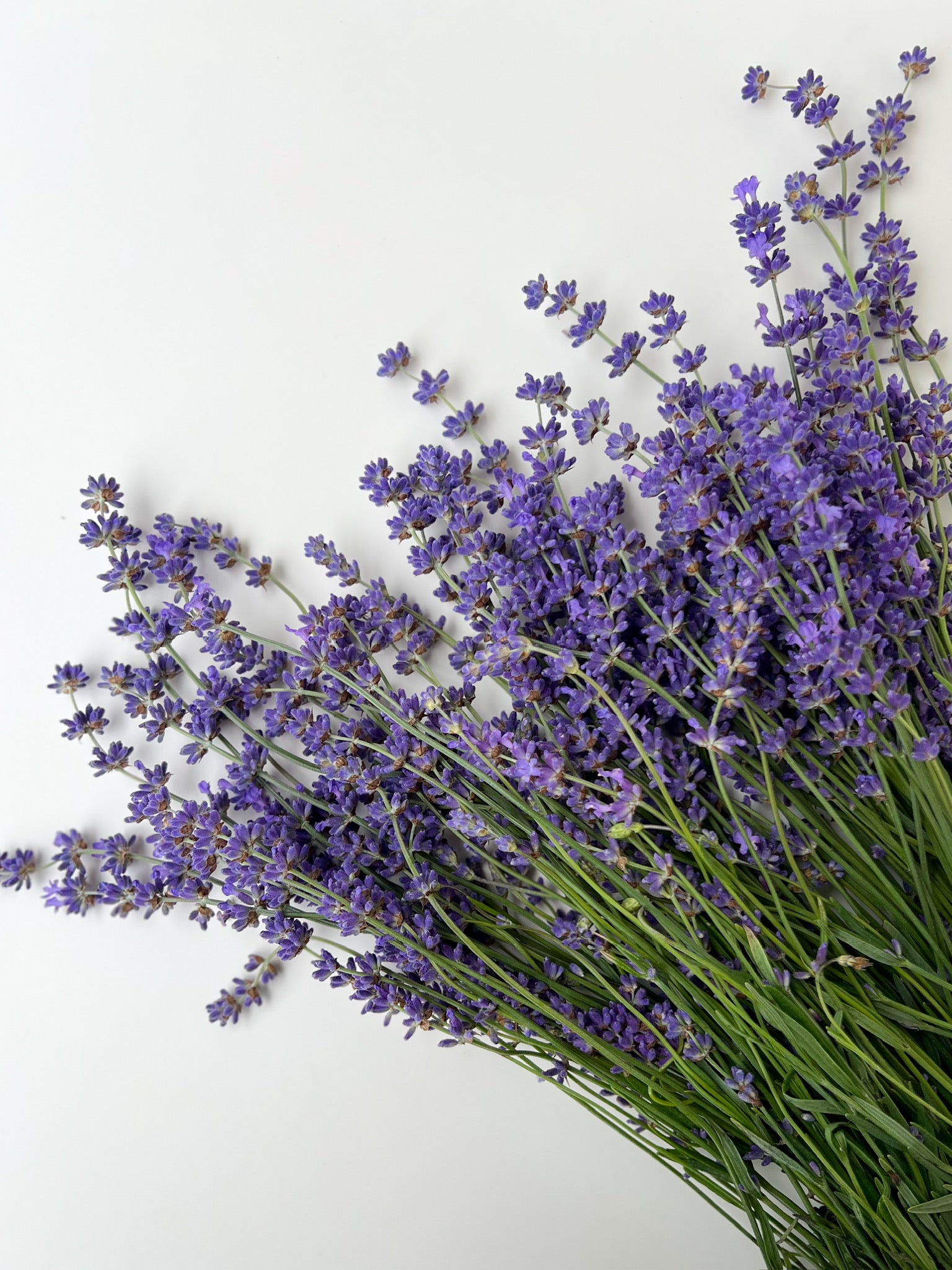 Lavender-Buena Vista