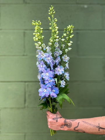 Delphinium-Hybrid Lavender
