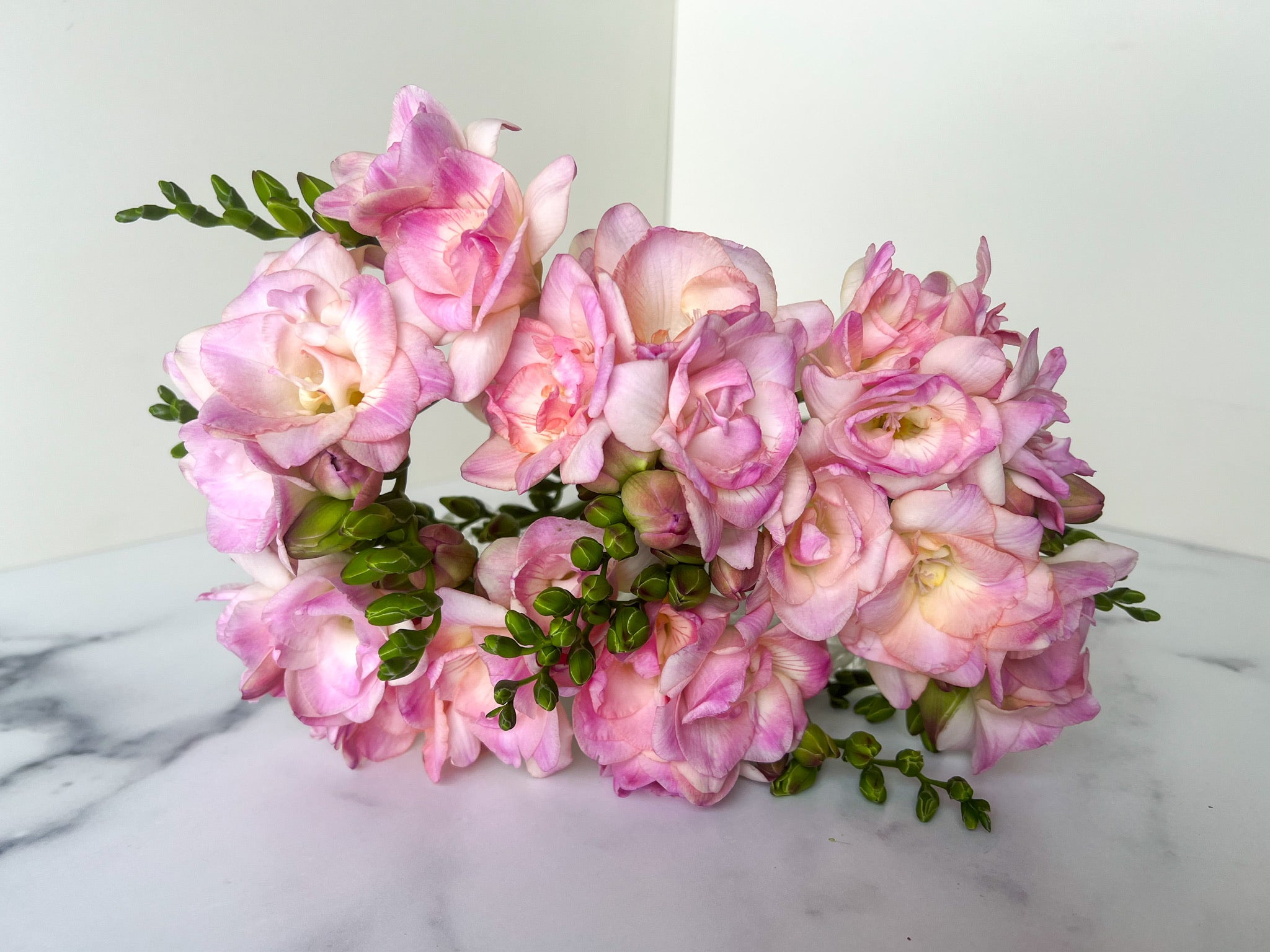 Freesia-Light Pink