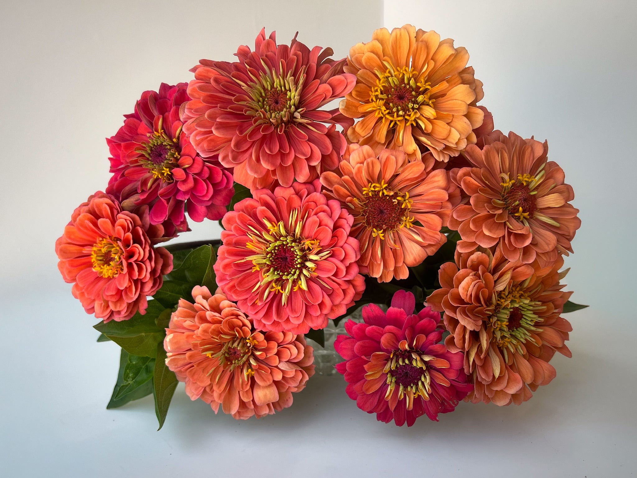 Zinnia-Salmon