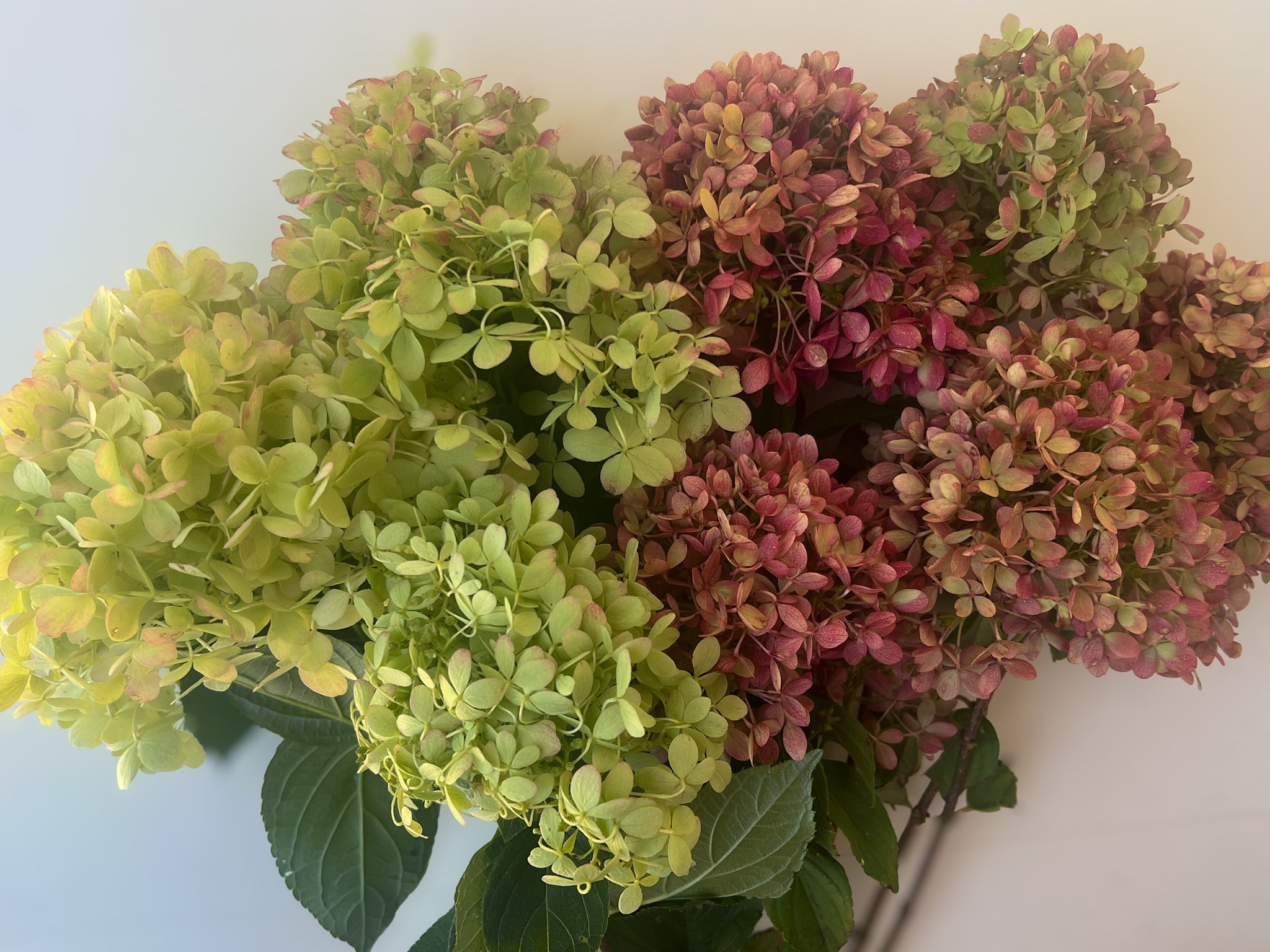 Hydrangea-Limelight Antique Box Lot