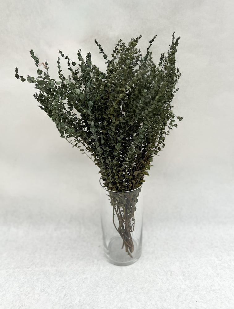 Dried Eucalyptus-Moon Lagoon