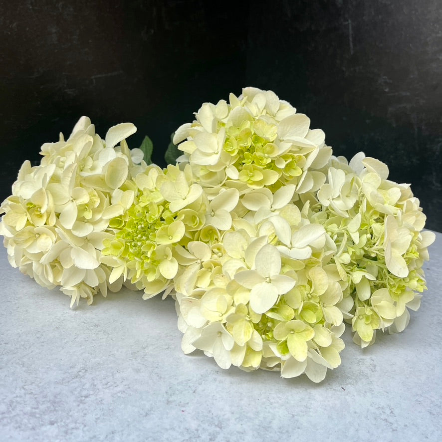 Hydrangea Ivory