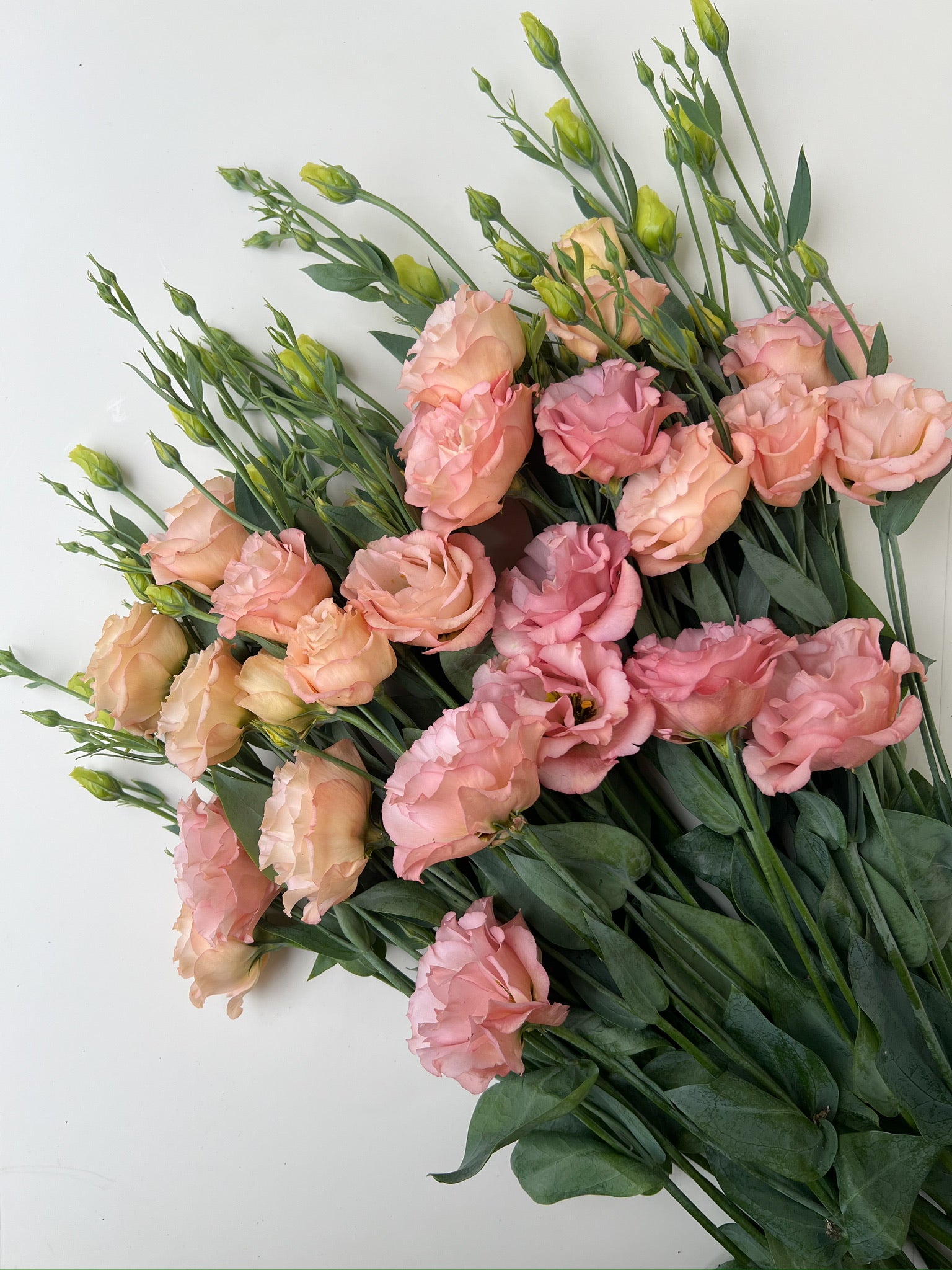 Lisianthus-Sabrina Mango