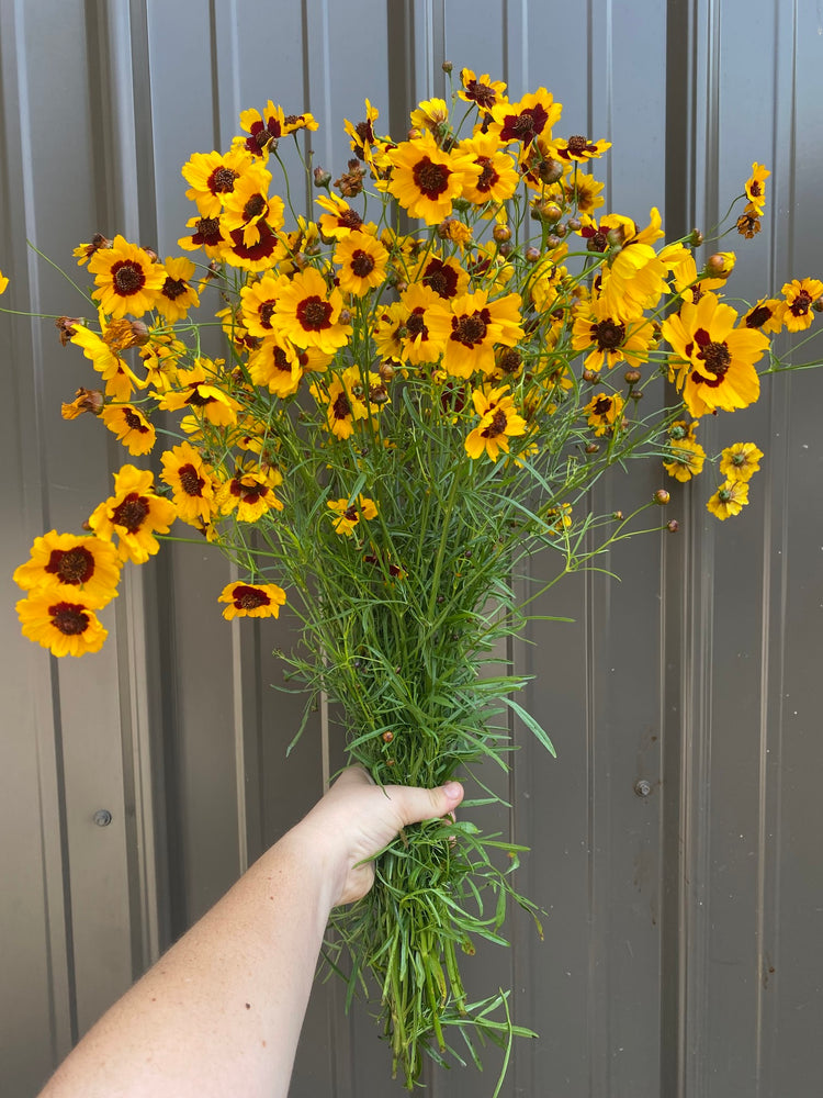 Coreopsis