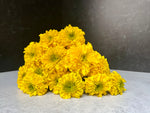 Marigold-Yellow
