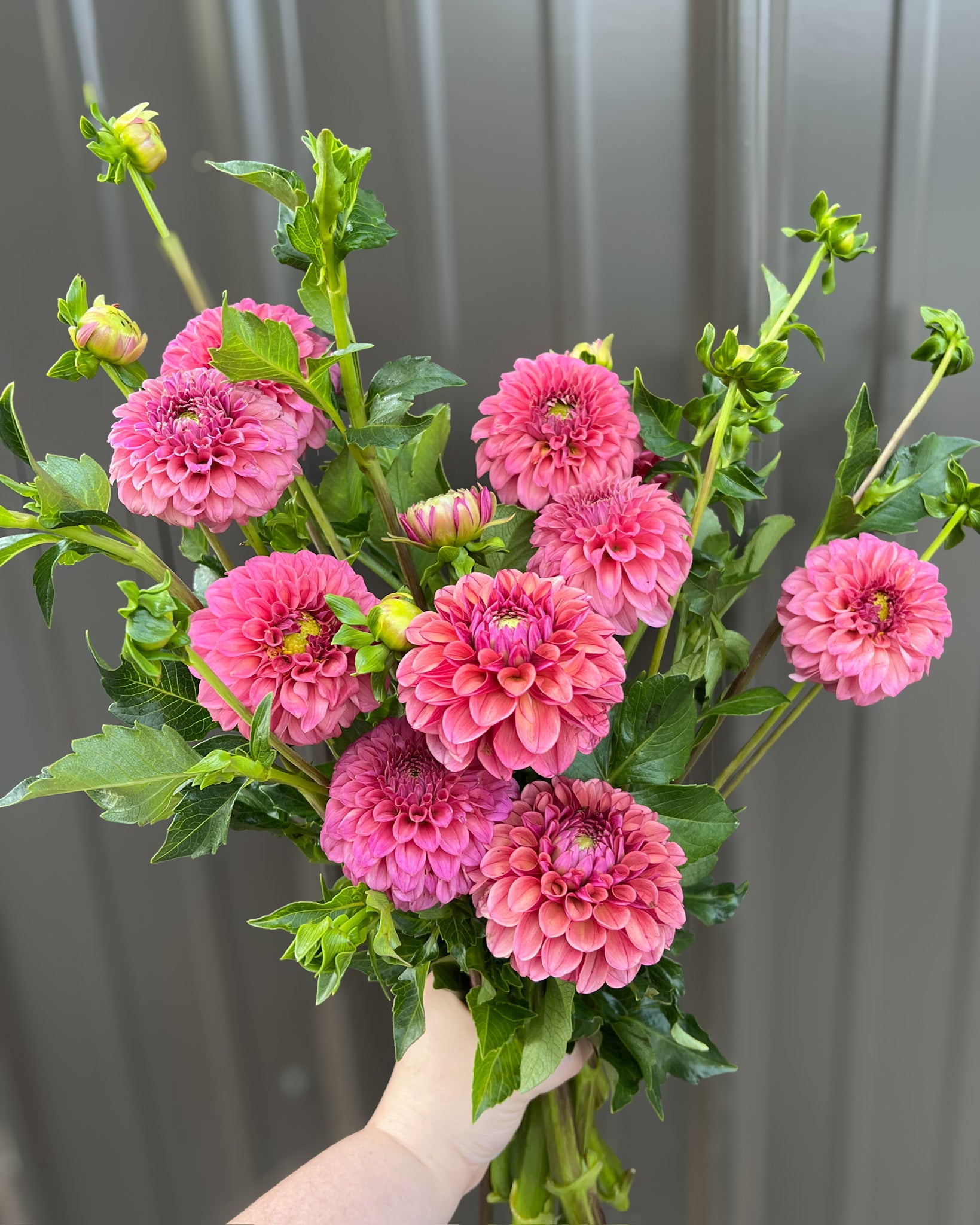 Dahlia GH Grown-Pink