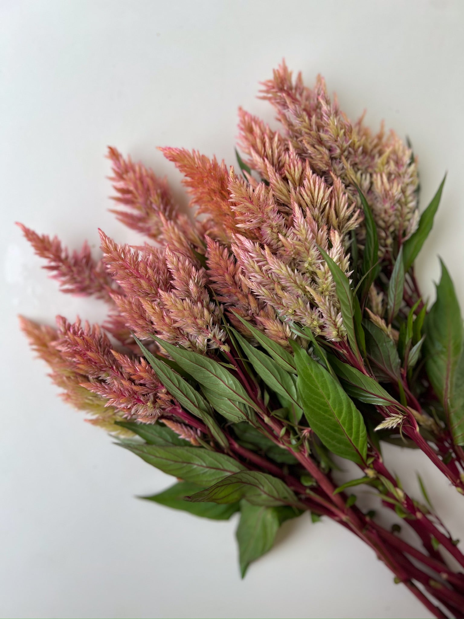 Celosia Spike-Floret Rose Gold
