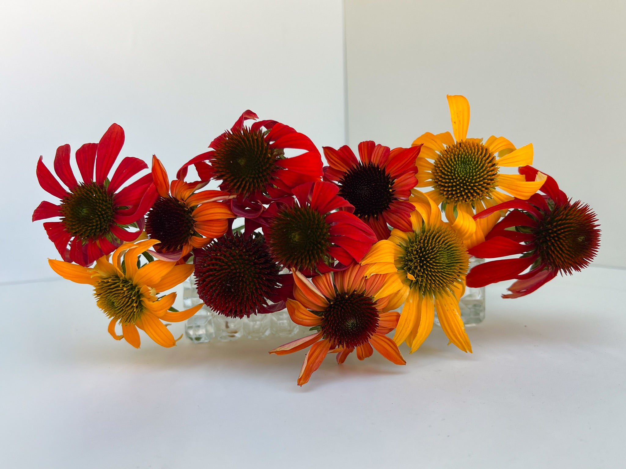 Echinacea-Cheyenne Spirit