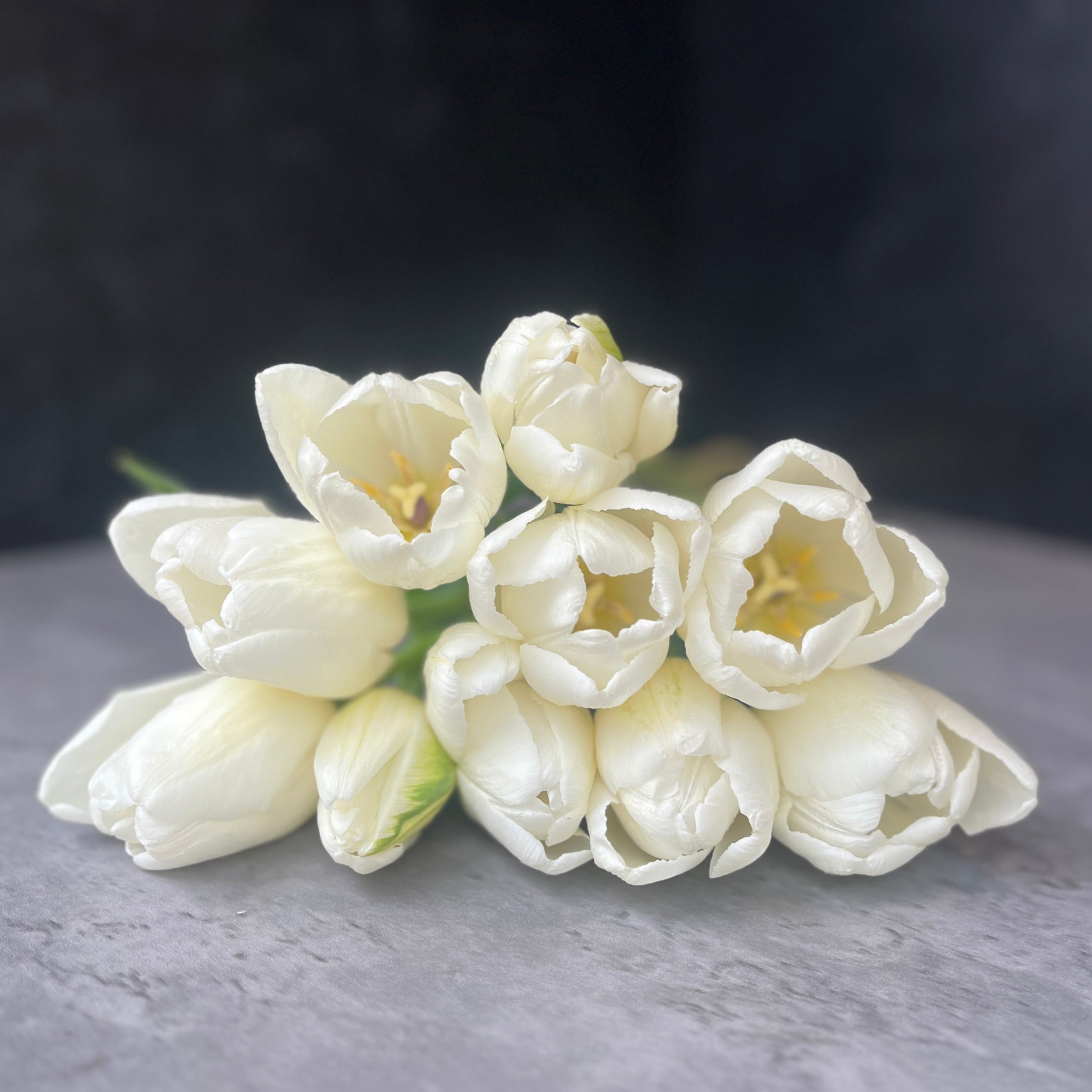 Tulip GH-White Single