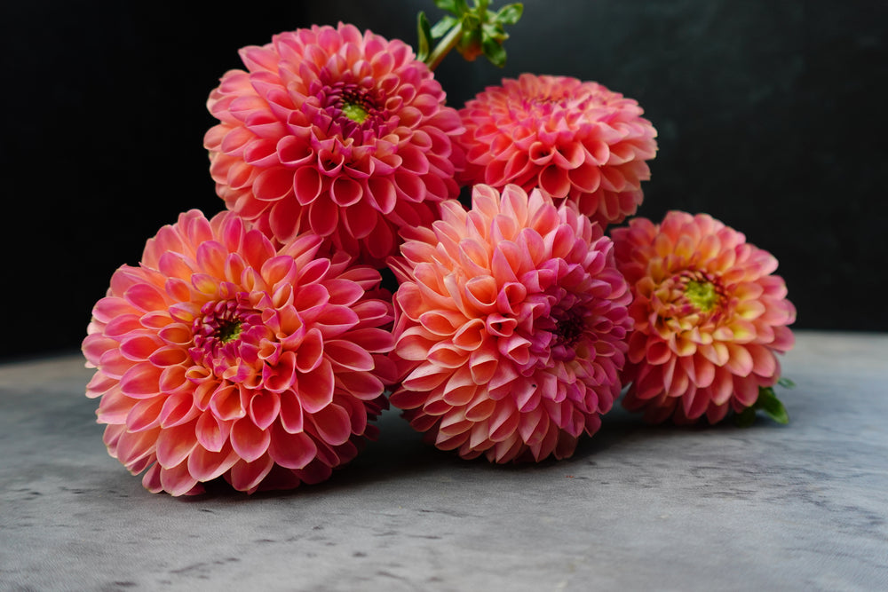 Dahlia Regular-Jowey Paula