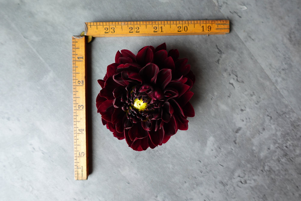 Dahlia Medium-Manoa