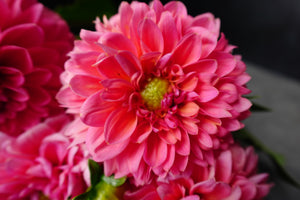 Dahlia Regular-Pink Runner