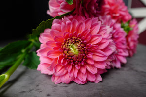 Dahlia Regular-Pink Runner