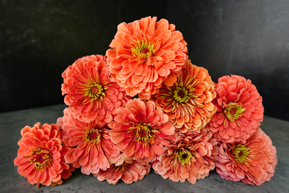 Zinnia-Salmon