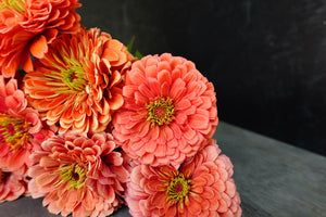 Zinnia-Salmon