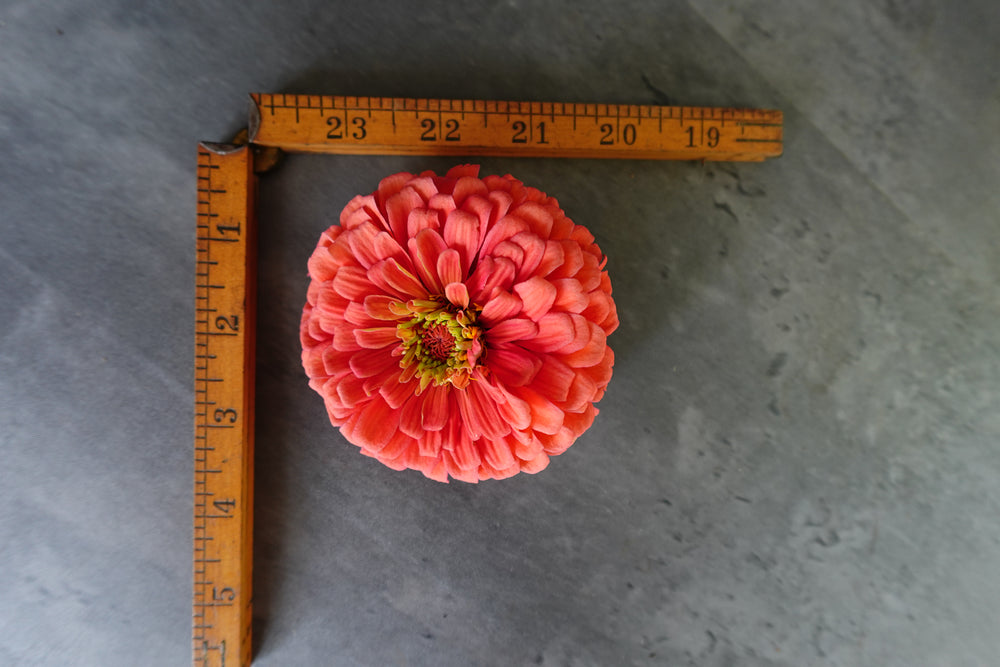 Zinnia-Salmon