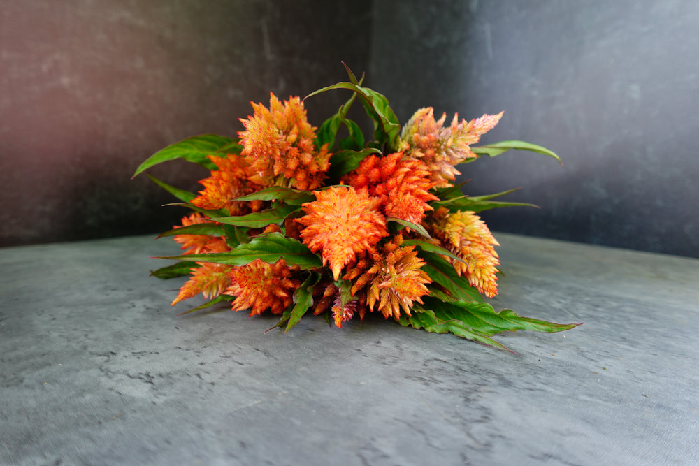 Celosia Spike-Floret Rose Gold