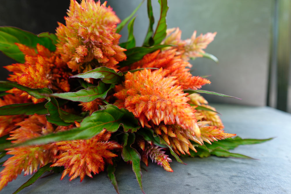 Celosia Spike-Floret Rose Gold