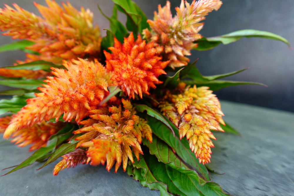 Celosia Spike-Floret Rose Gold