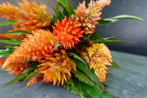 Celosia Spike-Floret Rose Gold