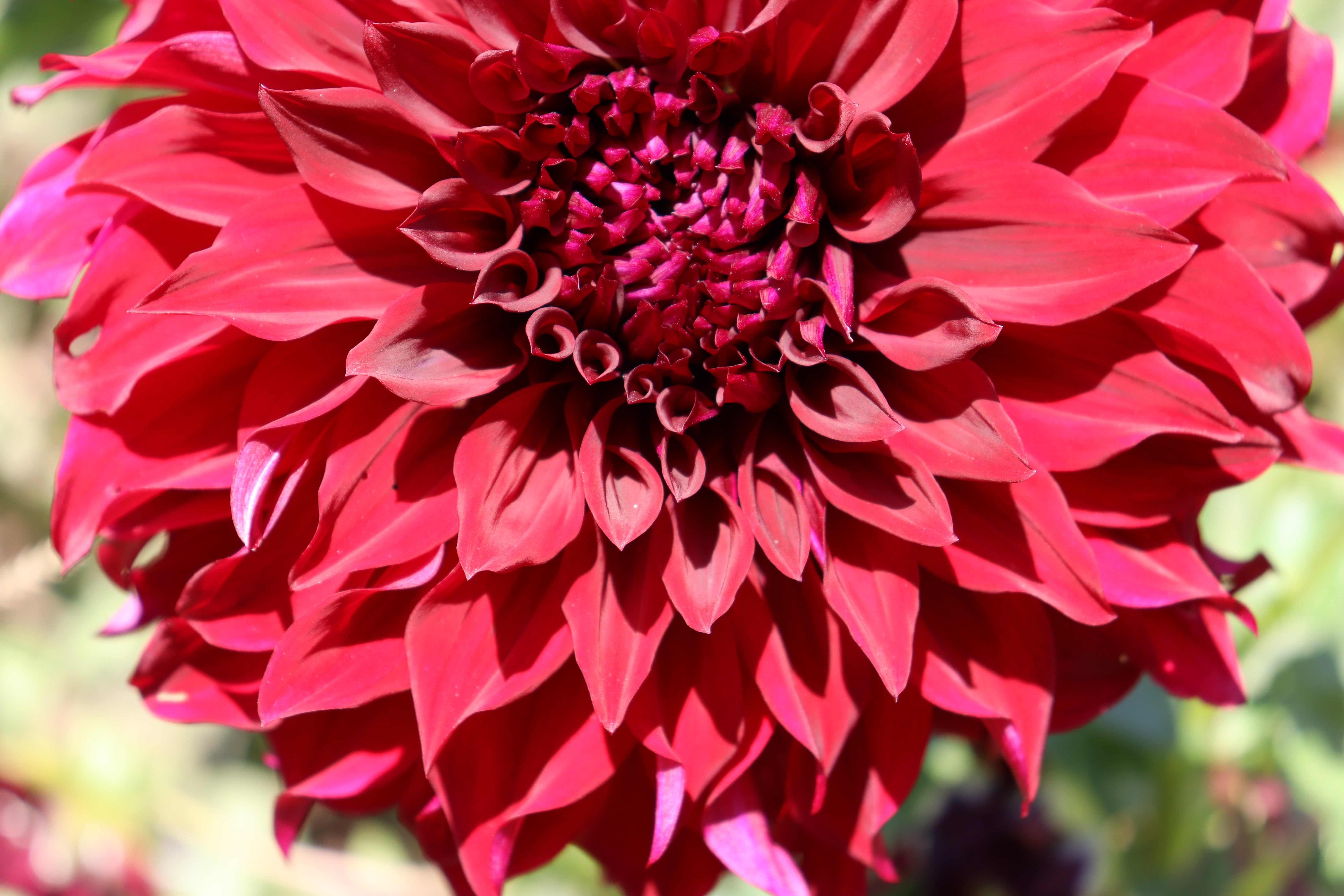 Dahlia Dinnerplate-Spartacus