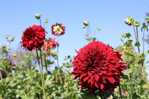 Dahlia Dinnerplate-Spartacus - SMFF Wholesale