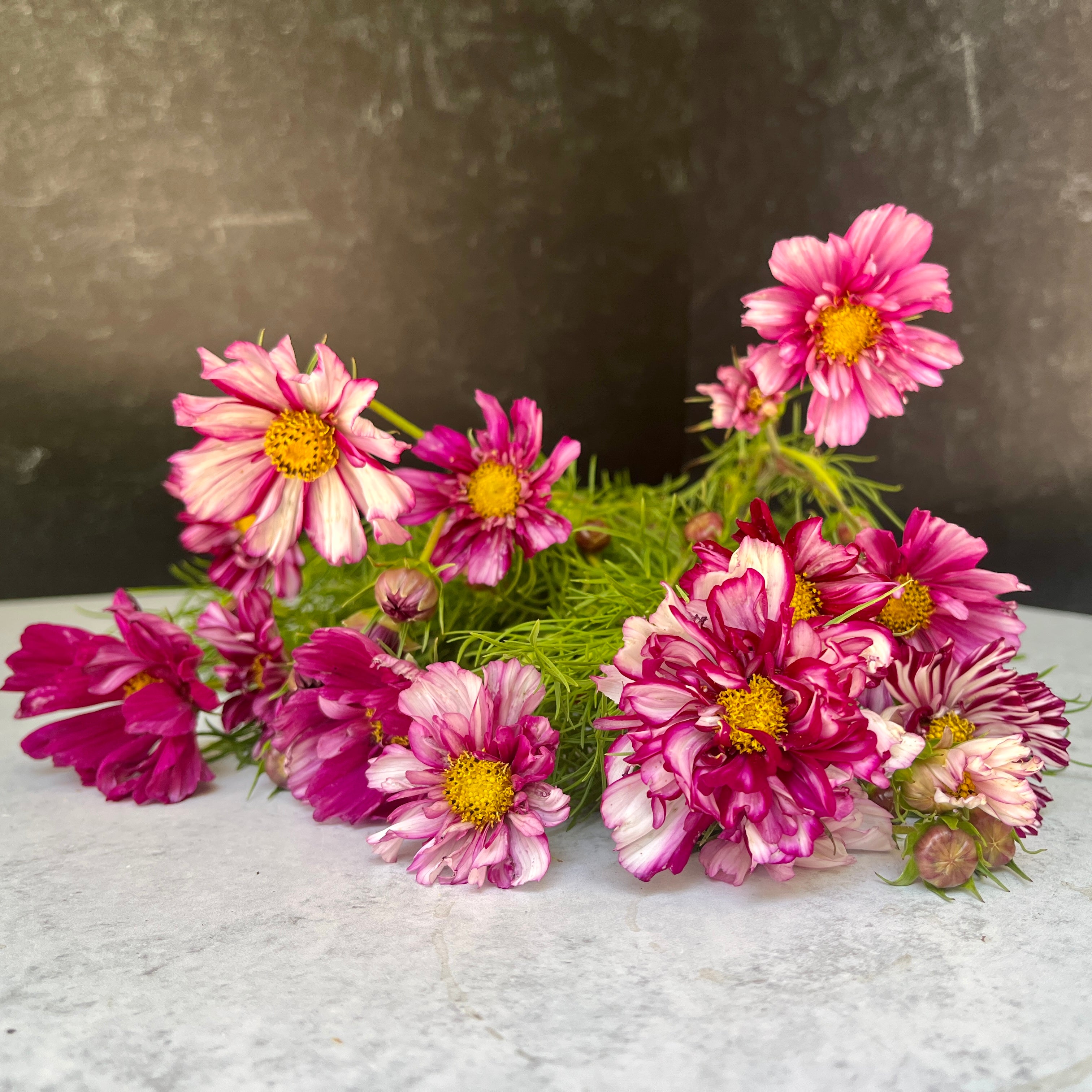 Cosmos-Double Click Violet