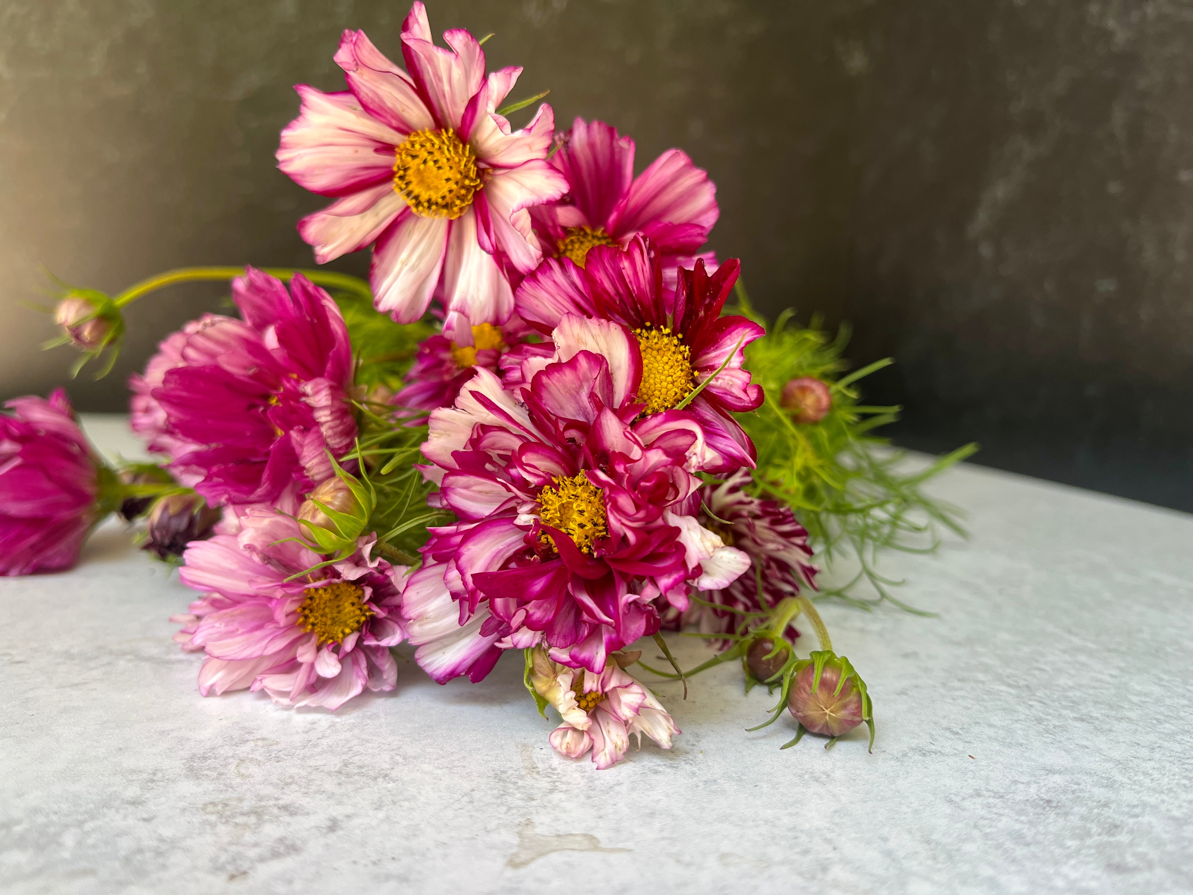 Cosmos-Double Click Violet
