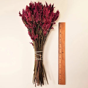 Dried Flowers-Celosia Spike Red