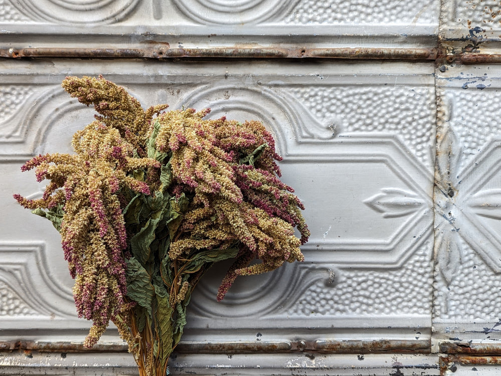 Dried Flowers-Amaranth Pistachio