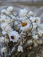 Dried Flowers-Ammobium