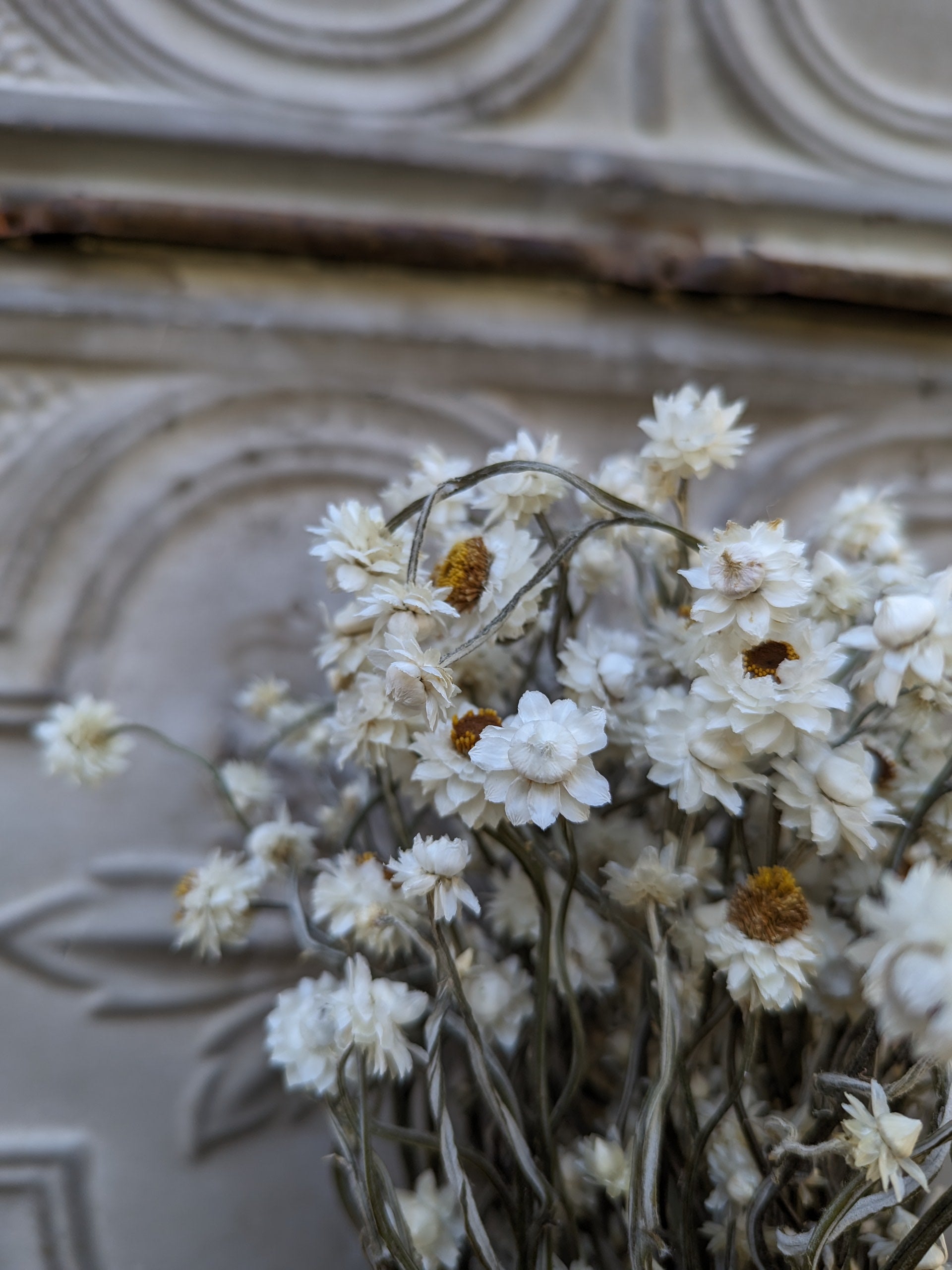 Dried Flowers-Ammobium