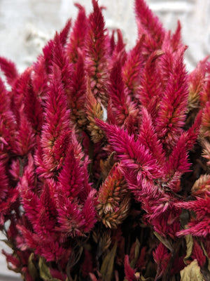 Dried Flowers-Celosia Spike Burgundy