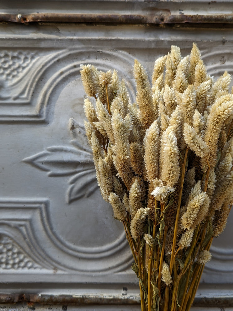 
            
                Load image into Gallery viewer, Dried Flowers-Celosia White Spike
            
        