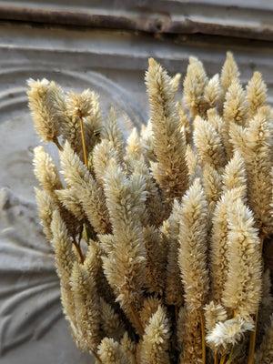 Dried Flowers-Celosia White Spike